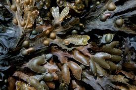 Attēlu rezultāti vaicājumam “Fucus vesiculosus”