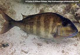 Image result for Calamus bajonado