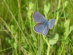 Attēlu rezultāti vaicājumam “Cyaniris semiargus”