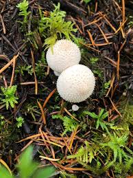 Attēlu rezultāti vaicājumam “Lycoperdon echinatum”