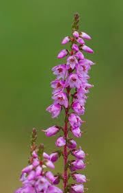 Attēlu rezultāti vaicājumam “Calluna vulgaris fruit”