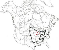 Attēlu rezultāti vaicājumam “Anthracoidea”