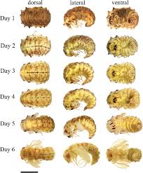 Attēlu rezultāti vaicājumam “Chrysopa”