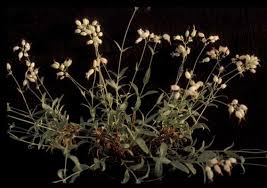 Attēlu rezultāti vaicājumam “Silene tatarica bud”