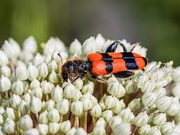 Attēlu rezultāti vaicājumam “Trichodes apiarius”