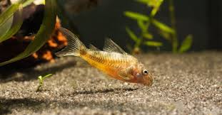 Image result for fish corydoras