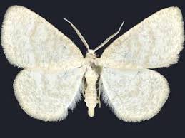 Attēlu rezultāti vaicājumam “Cabera exanthemata”