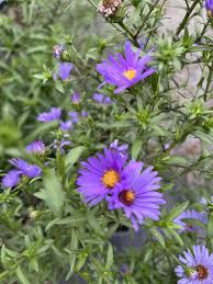 Attēlu rezultāti vaicājumam “Symphyotrichum x salignum”