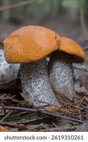 Attēlu rezultāti vaicājumam “Leccinum melaneum”