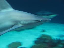 Image result for Carcharhinus plumbeus