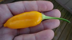 Afbeeldingsresultaat voor aji habanero hot pepper