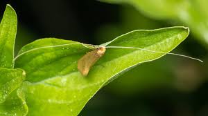 Attēlu rezultāti vaicājumam “Nematopogon sp.”