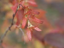 Attēlu rezultāti vaicājumam “Carpinus caroliniana male flower”