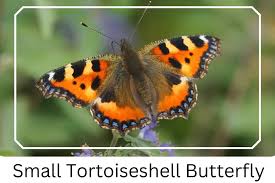 Image result for Small Tortoiseshell