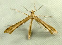 Attēlu rezultāti vaicājumam “Platyptilia sp.”