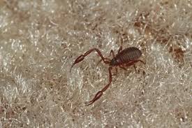 Attēlu rezultāti vaicājumam “Chelifer cancroides”