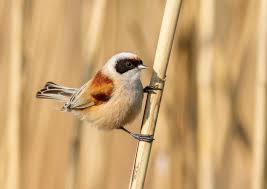 Attēlu rezultāti vaicājumam “Remiz pendulinus”