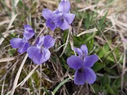 Attēlu rezultāti vaicājumam “Viola rupestris bud”