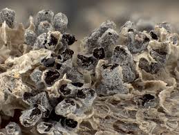 Attēlu rezultāti vaicājumam “Diderma crustaceum”