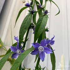 Image result for Campanula americana