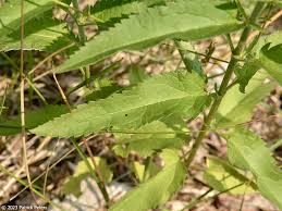 Attēlu rezultāti vaicājumam “Veronica longifolia bud”
