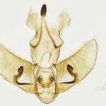 Attēlu rezultāti vaicājumam “Agonopterix aranella”