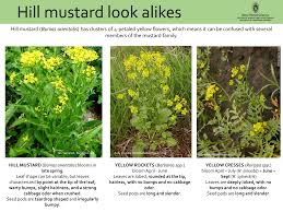 Attēlu rezultāti vaicājumam “Bunias orientalis bud”