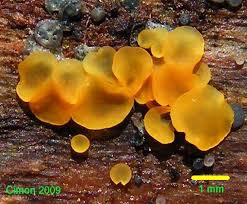 Attēlu rezultāti vaicājumam “Ombrophila violacea spores”