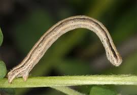 Attēlu rezultāti vaicājumam “Scopula immorata”