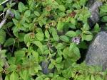 Pictures of <b>Mentha</b> arvensis