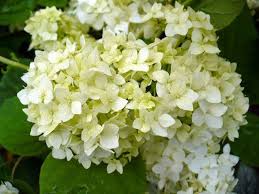 Attēlu rezultāti vaicājumam “Hydrangea arborescens subsp. discolor”