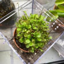 Attēlu rezultāti vaicājumam “Drosera rotundifolia leaf”