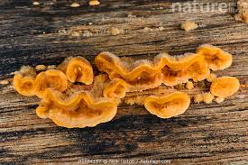 Attēlu rezultāti vaicājumam “Stereum hirsutum”