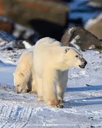 Image result for Gymnura natalensis