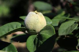 Attēlu rezultāti vaicājumam “Populus x canadensis fruit”