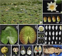 Attēlu rezultāti vaicājumam “Nymphaea candida flower”