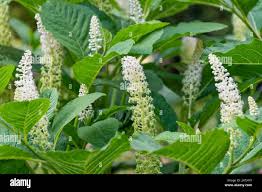 Attēlu rezultāti vaicājumam “Phytolacca acinosa flower”
