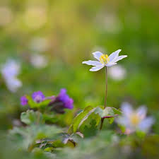 Attēlu rezultāti vaicājumam “Isopyrum thalictroides flower”