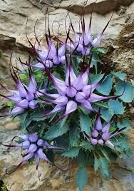 Image result for Campanula rapunculus