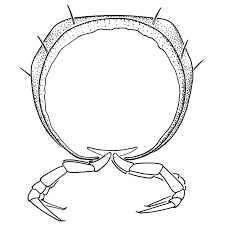 Attēlu rezultāti vaicājumam “Craspedosoma rawlinsi”