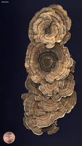 Attēlu rezultāti vaicājumam “Trametes versicolor”