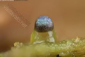 Attēlu rezultāti vaicājumam “Colloderma oculatum”