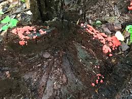 Attēlu rezultāti vaicājumam “Badhamia panicea sessile”