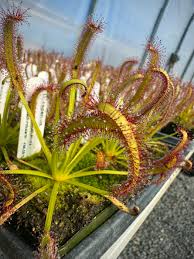 Image result for Drosera