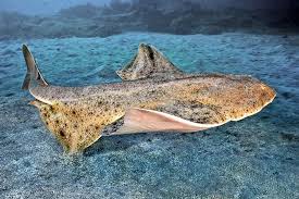 Image result for Squatina squatina