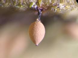 Attēlu rezultāti vaicājumam “Comatricha pulchella spores”