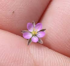Attēlu rezultāti vaicājumam “Spergularia rubra flower”