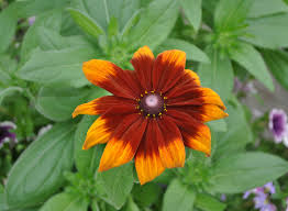 Attēlu rezultāti vaicājumam “Rudbeckia hirta var. hirta leaf”