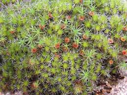 Attēlu rezultāti vaicājumam “Campylopus introflexus”