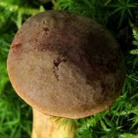 Attēlu rezultāti vaicājumam “Xerocomus pruinatus”